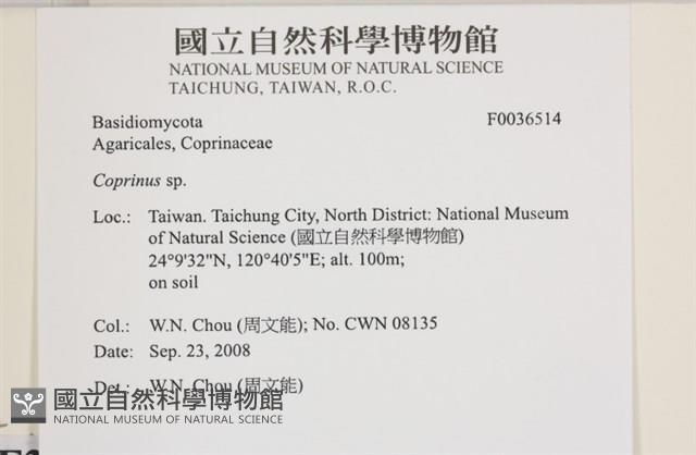 鬼傘屬藏品圖，第2張