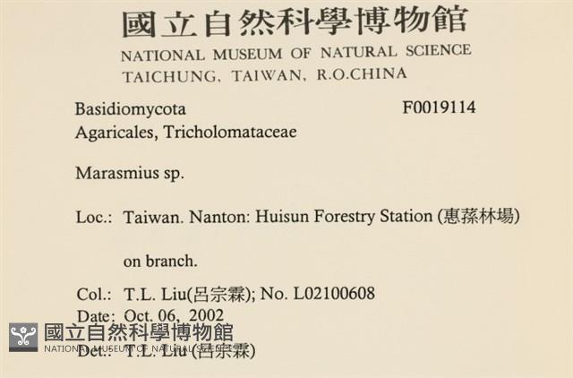 小皮傘屬藏品圖，第2張