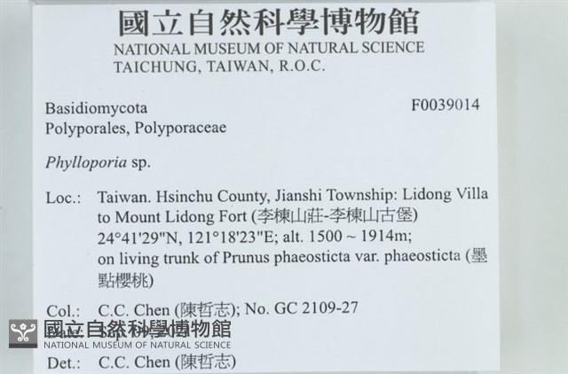 葉孔菌屬藏品圖，第2張
