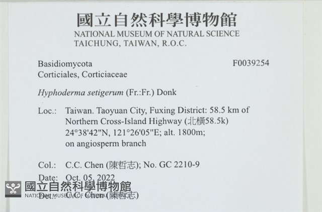 剛毛絲皮菌藏品圖，第1張