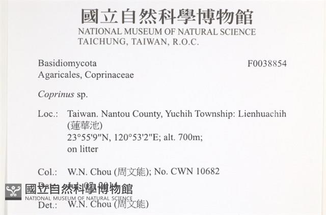 鬼傘屬藏品圖，第2張