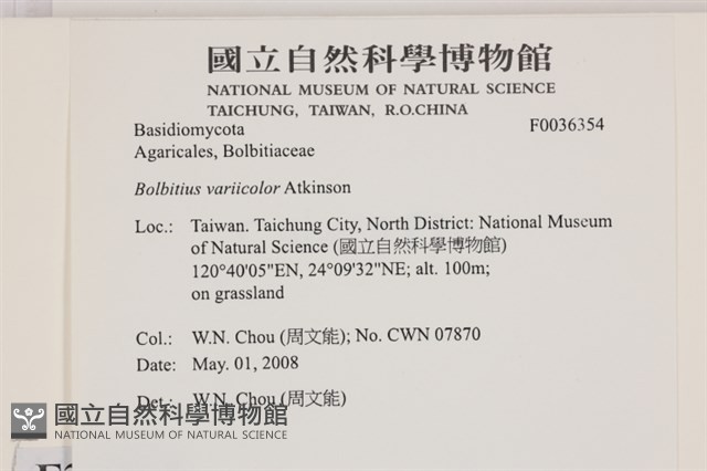 變色糞傘藏品圖，第2張