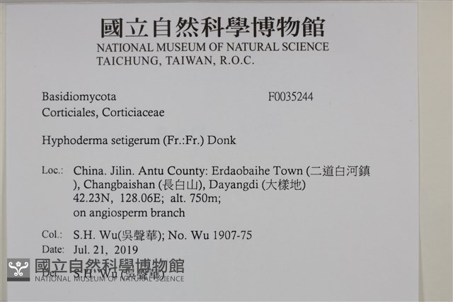 剛毛絲皮菌藏品圖，第2張