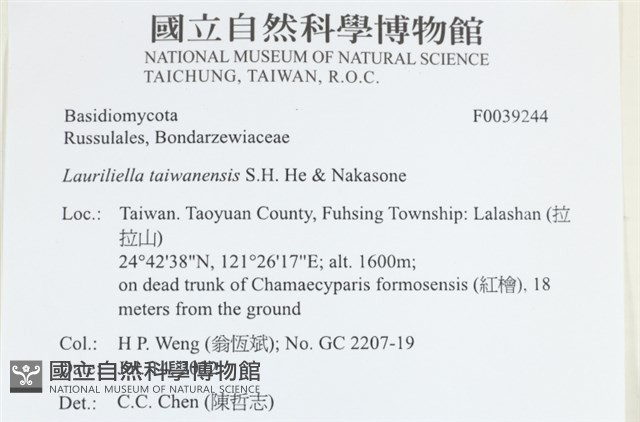 台灣小勞里菌藏品圖，第2張