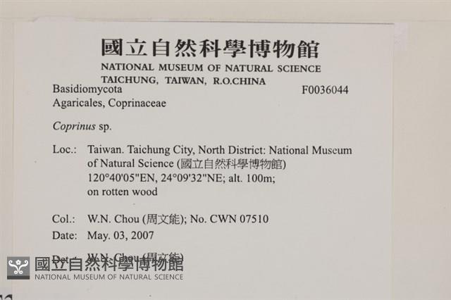 鬼傘屬藏品圖，第2張