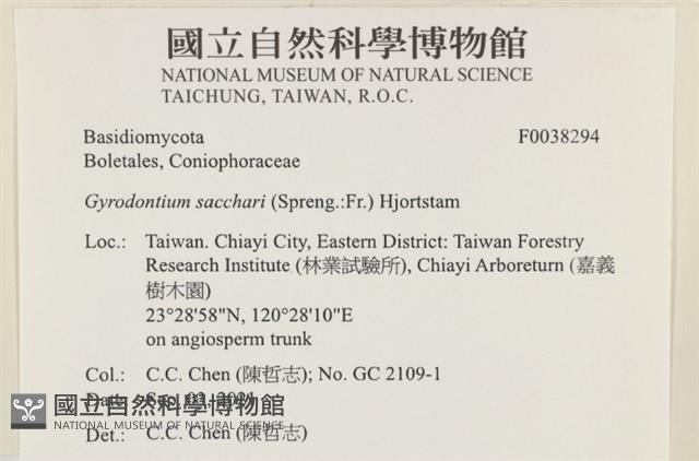 糖圓齒菌藏品圖，第2張