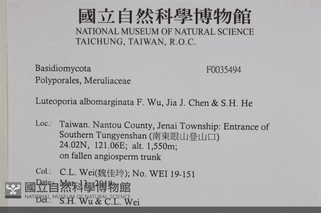 白邊黃孔菌藏品圖，第2張