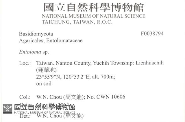 粉褶菌屬藏品圖，第2張