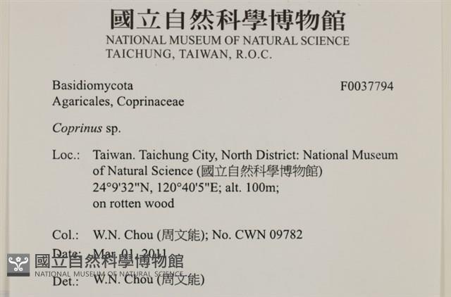 鬼傘屬藏品圖，第2張