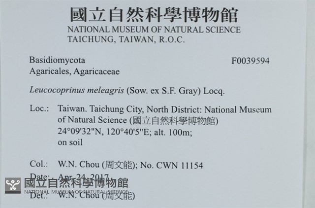 珠雞斑白鬼傘藏品圖，第2張