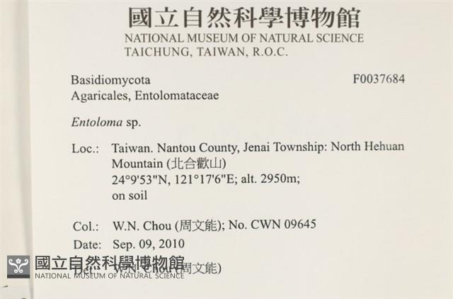 粉褶菌屬藏品圖，第2張