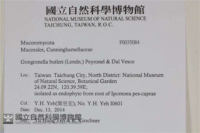 登錄號:F0035084藏品圖，第2張