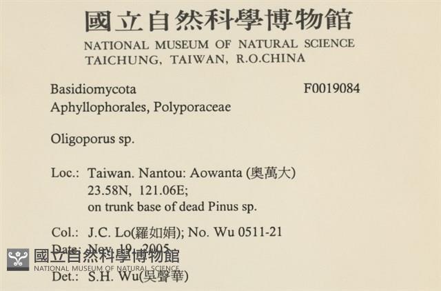 寡孔菌屬藏品圖，第2張