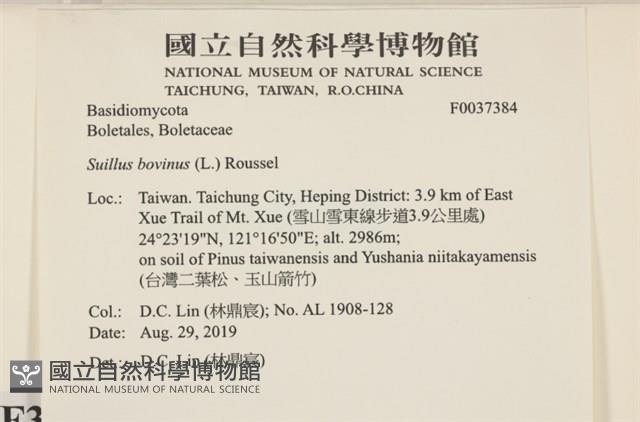 登錄號:F0037384藏品圖，第2張