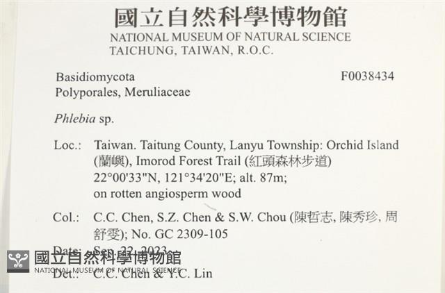 射脈菌屬藏品圖，第2張