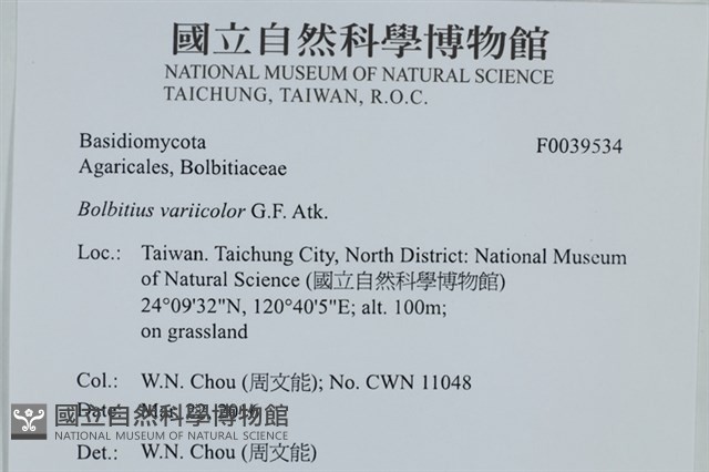 變色糞傘藏品圖，第2張