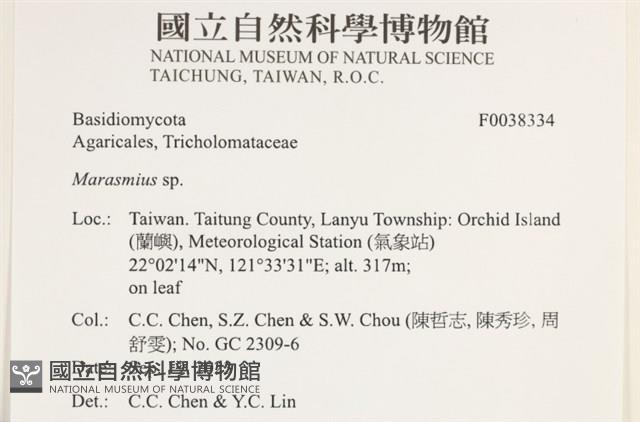 小皮傘屬藏品圖，第2張