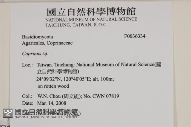 鬼傘屬藏品圖，第2張