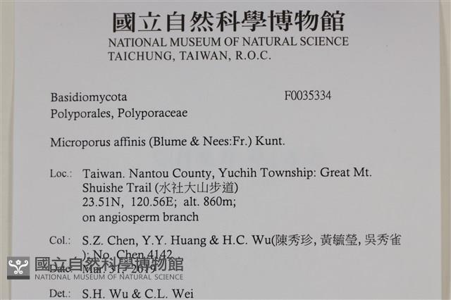 相鄰小孔菌藏品圖，第2張