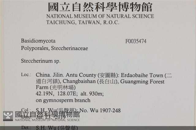 齒耳菌屬藏品圖，第2張