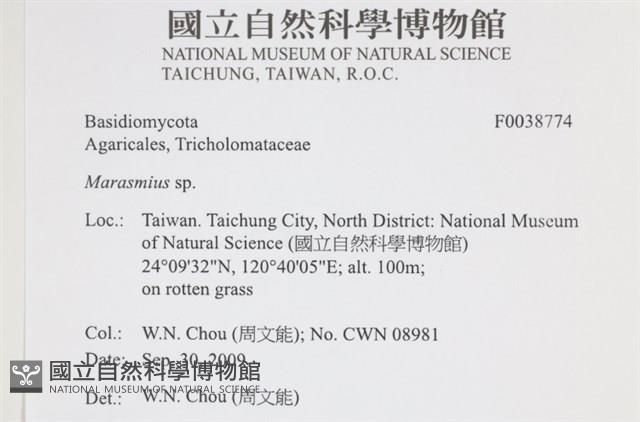 小皮傘屬藏品圖，第2張