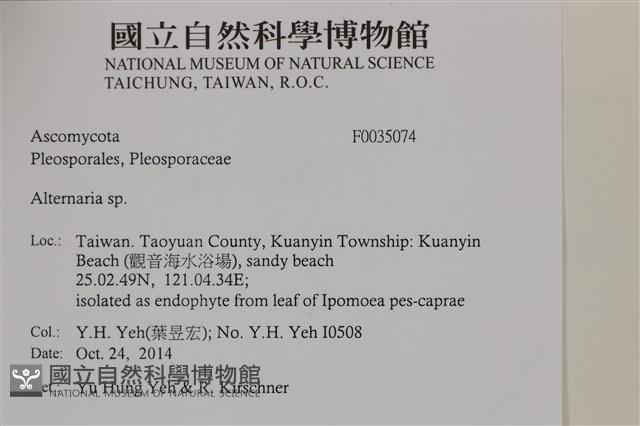 登錄號:F0035074藏品圖，第2張