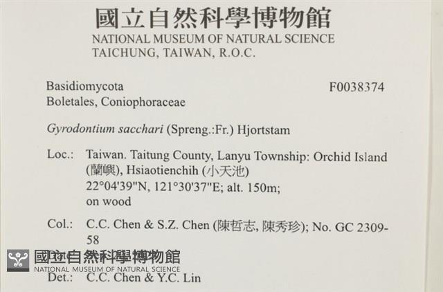 糖圓齒菌藏品圖，第2張