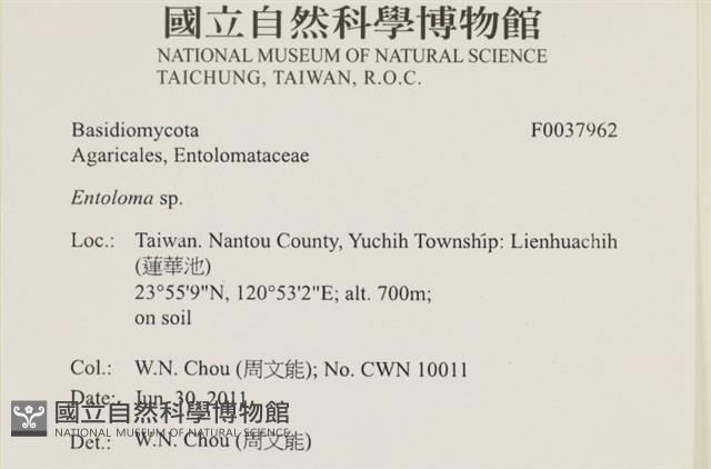粉褶菌屬藏品圖，第2張