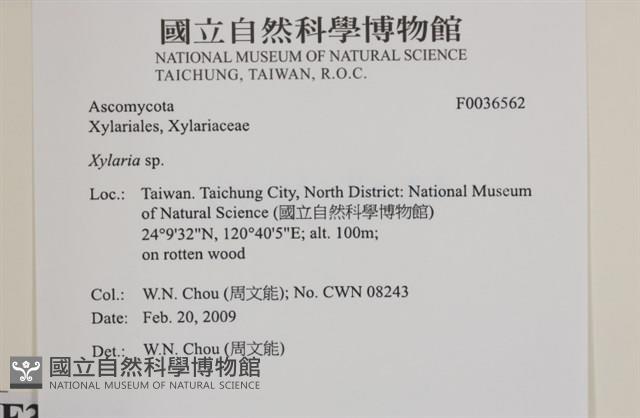 炭角菌屬藏品圖，第2張