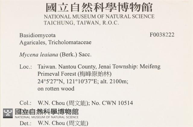 利氏小菇藏品圖，第2張