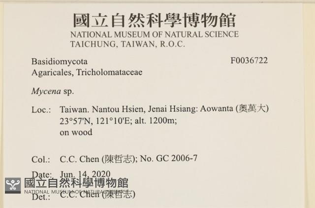 小菇屬藏品圖，第2張