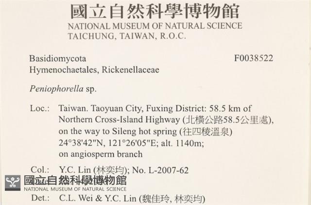 擬筍殼菌屬藏品圖，第2張