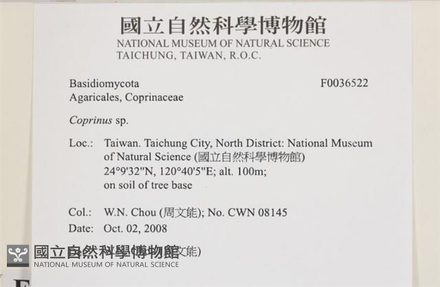 鬼傘屬藏品圖，第2張