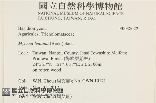 利氏小菇藏品圖，第2張