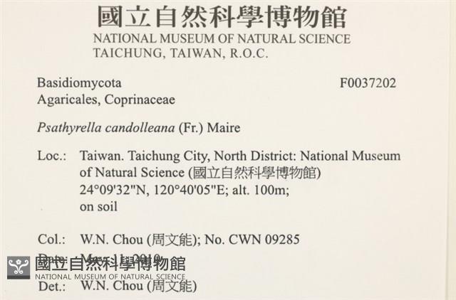 登錄號:F0037202藏品圖，第2張