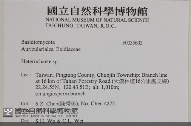 刺皮菌屬藏品圖，第2張