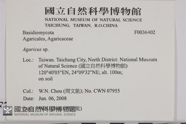 傘菌屬藏品圖，第2張