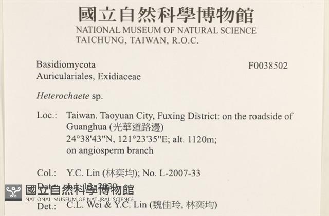 刺皮菌屬藏品圖，第2張