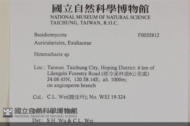 刺皮菌屬藏品圖，第2張