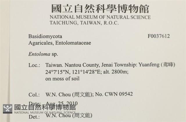 粉褶菌屬藏品圖，第2張