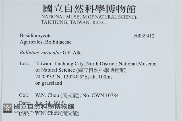 變色糞傘藏品圖，第2張