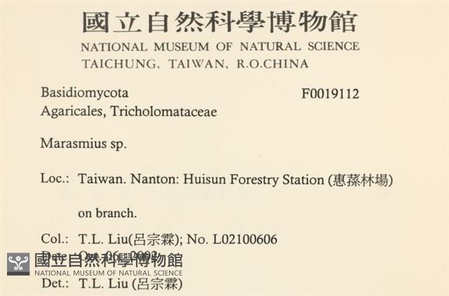 小皮傘屬藏品圖，第2張