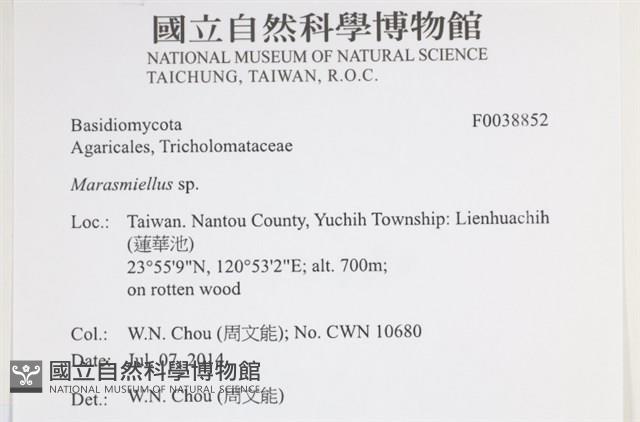 微皮傘屬藏品圖，第2張