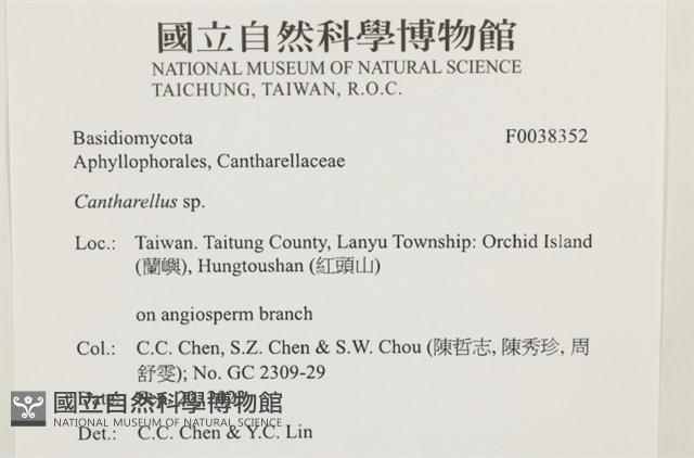 雞油菌屬藏品圖，第2張