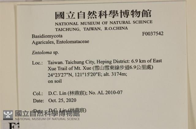 粉褶菌屬藏品圖，第2張