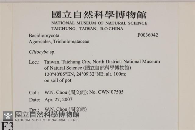 杯傘屬藏品圖，第2張