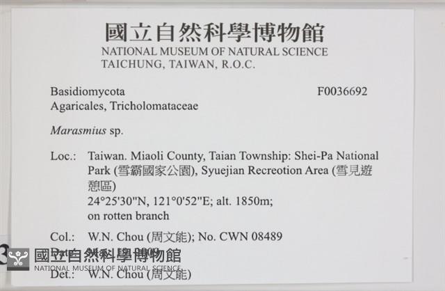 小皮傘屬藏品圖，第2張