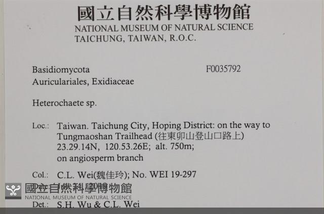 刺皮菌屬藏品圖，第2張