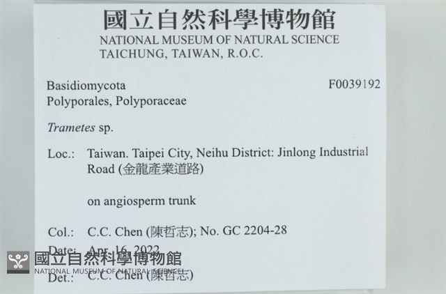 栓菌屬藏品圖，第2張
