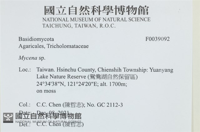 小菇屬藏品圖，第2張